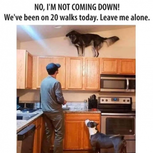 craigs-dog